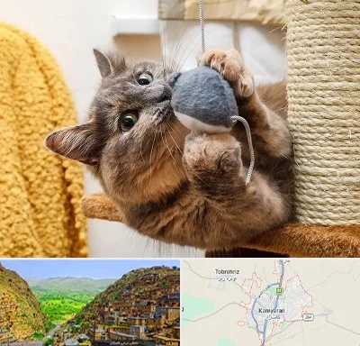 خرید اسباب بازی گربه در کامیاران
