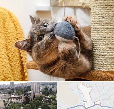 خرید اسباب بازی گربه در اوین