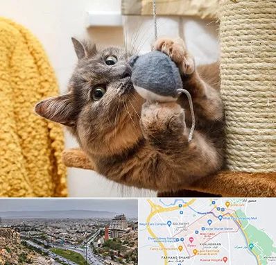 خرید اسباب بازی گربه در معالی آباد شیراز