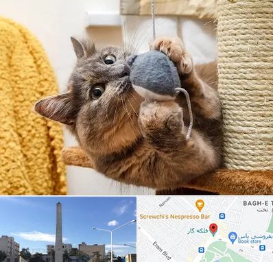 خرید اسباب بازی گربه در فلکه گاز شیراز