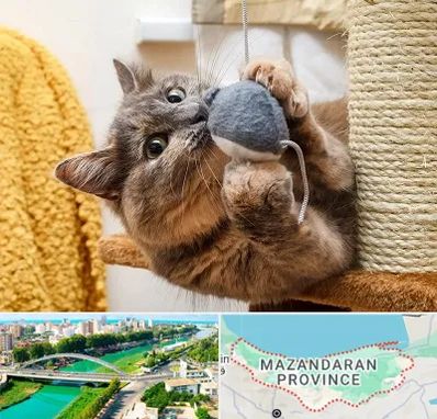 خرید اسباب بازی گربه در مازندران