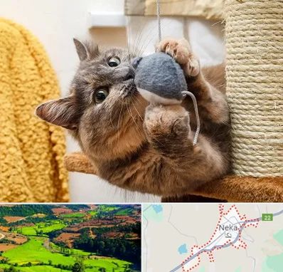 خرید اسباب بازی گربه در نکا