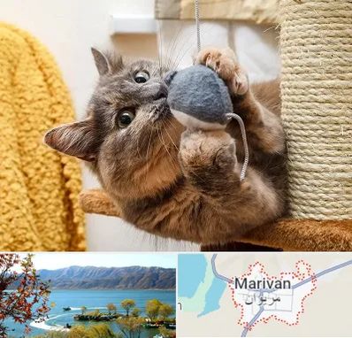 خرید اسباب بازی گربه در مریوان