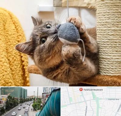 خرید اسباب بازی گربه در بلوار فرحزادی
