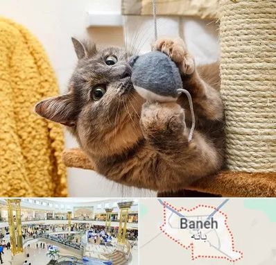 خرید اسباب بازی گربه در بانه