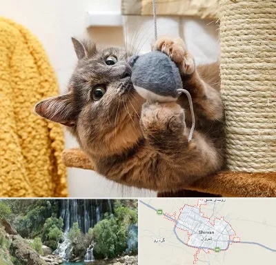 خرید اسباب بازی گربه در شیروان