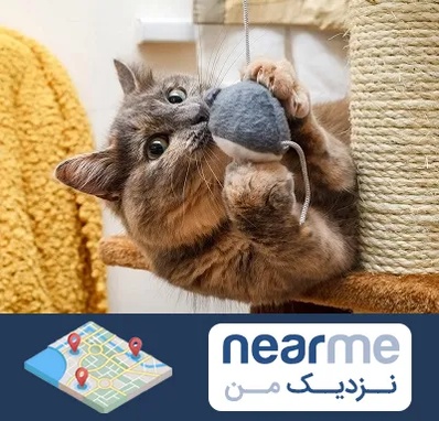 خرید اسباب بازی گربه در نزدیک من
