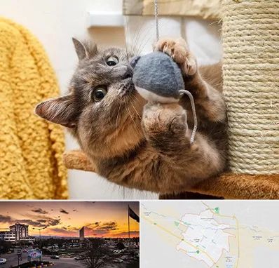 خرید اسباب بازی گربه در قوچان