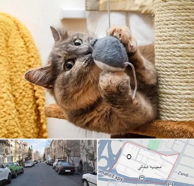 خرید اسباب بازی گربه در مجیدیه شمالی