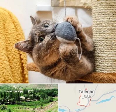 خرید اسباب بازی گربه در طالقان