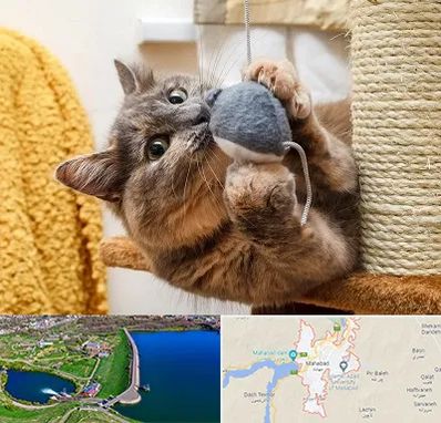 خرید اسباب بازی گربه در مهاباد