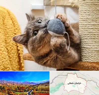 خرید اسباب بازی گربه در خراسان شمالی