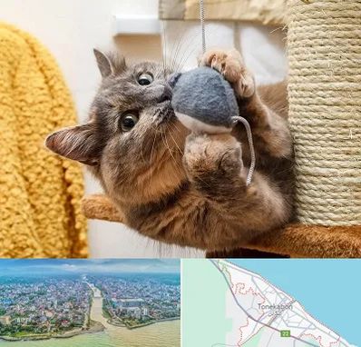 خرید اسباب بازی گربه در تنکابن