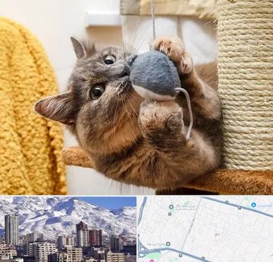 خرید اسباب بازی گربه در ازگل