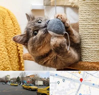 خرید اسباب بازی گربه در شهناز تبریز