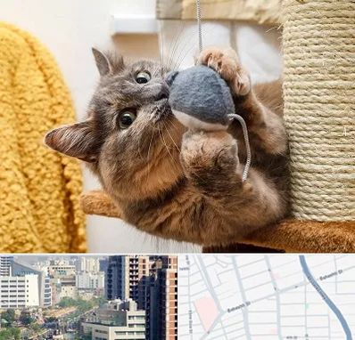 خرید اسباب بازی گربه در خیابان بهشتی