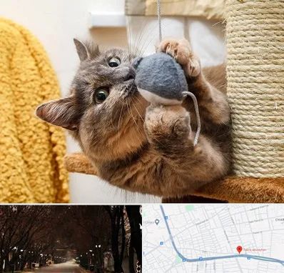 خرید اسباب بازی گربه در ابوریحان تبریز