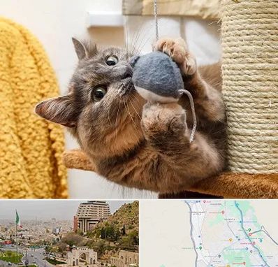 خرید اسباب بازی گربه در فرهنگ شهر شیراز