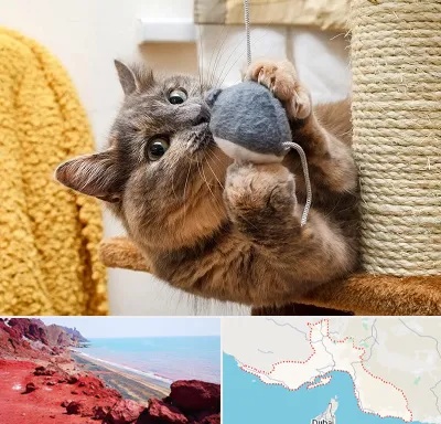 خرید اسباب بازی گربه در هرمزگان