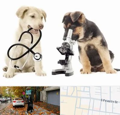 آزمایشگاه دامپزشکی در خیابان فلسطین