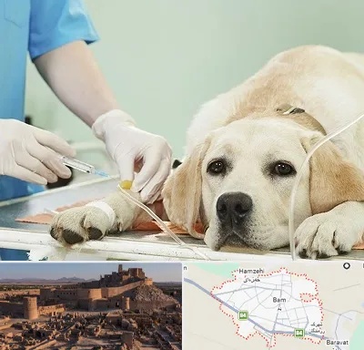 دامپزشک جراح در بم