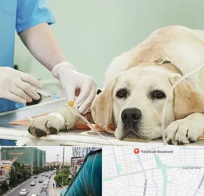 دامپزشک جراح در بلوار فرحزادی