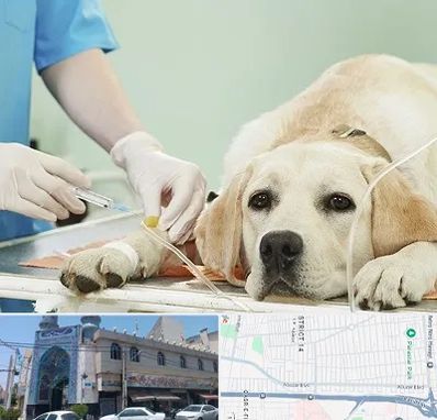 دامپزشک جراح در بلوار ابوذر