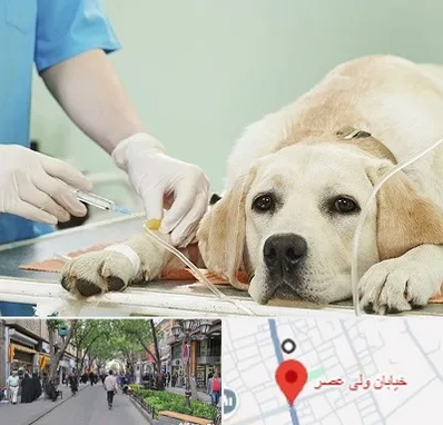 دامپزشک جراح در ولیعصر شهریار