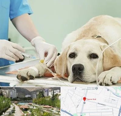 دامپزشک جراح در بلوار تعاون