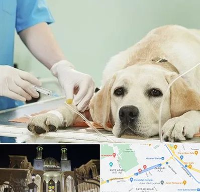 دامپزشک جراح در زرگری شیراز