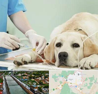 دامپزشک جراح در مراغه