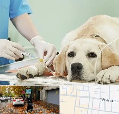 دامپزشک جراح در خیابان فلسطین