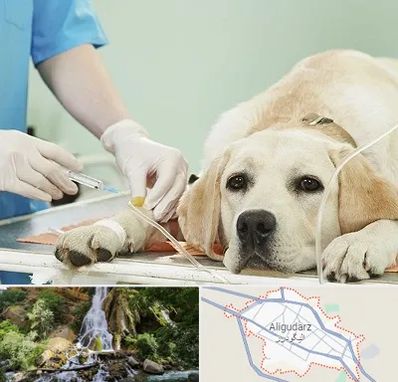 دامپزشک جراح در الیگودرز