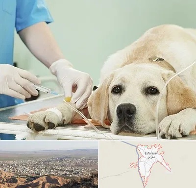 دامپزشک جراح در اسفراین