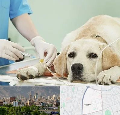 دامپزشک جراح در جمشیدیه