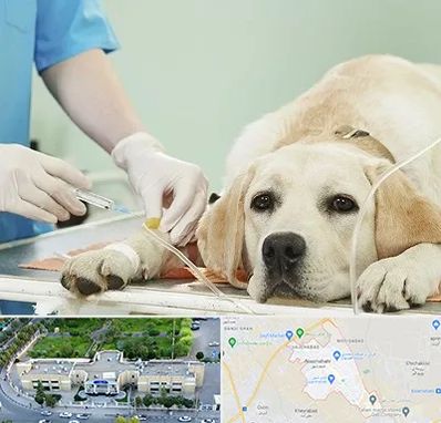 دامپزشک جراح در نسیم شهر