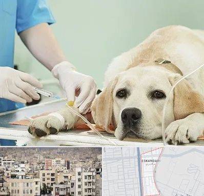 دامپزشک جراح در اسکندری