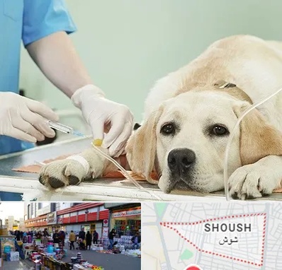 دامپزشک جراح در شوش