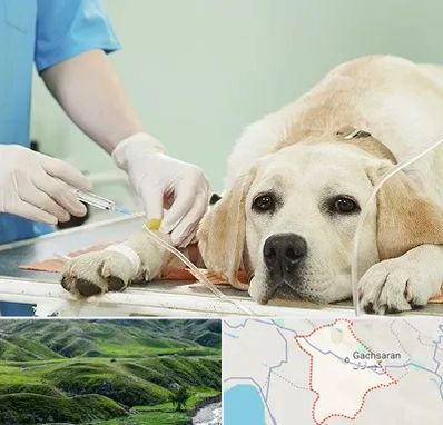 دامپزشک جراح در گچساران