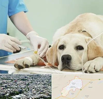 دامپزشک جراح در شاهرود