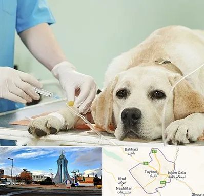 دامپزشک جراح در تایباد