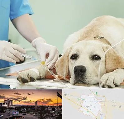 دامپزشک جراح در قوچان