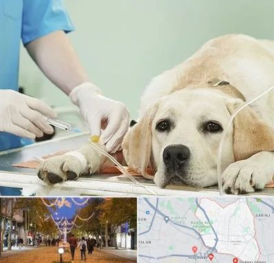 دامپزشک جراح در ولیعصر ارومیه