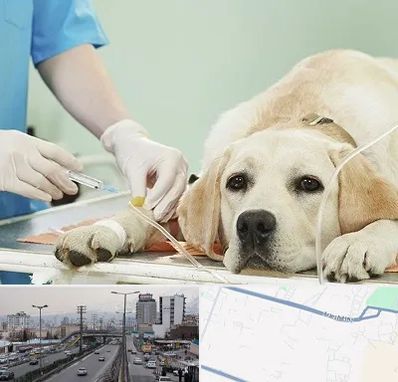 دامپزشک جراح در بلوار ارتش