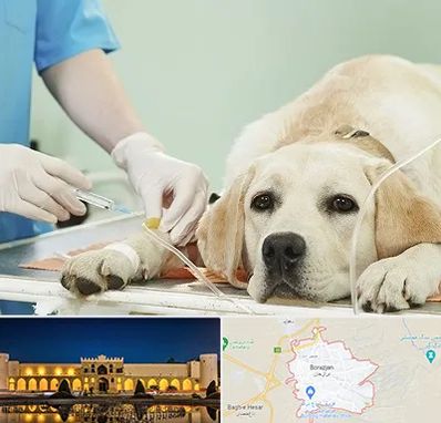 دامپزشک جراح در برازجان