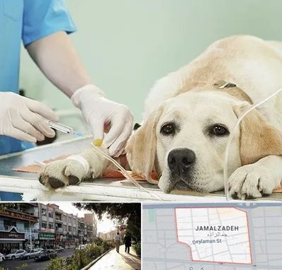 دامپزشک جراح در خیابان جمالزاده