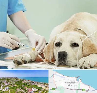 دامپزشک جراح در نوشهر