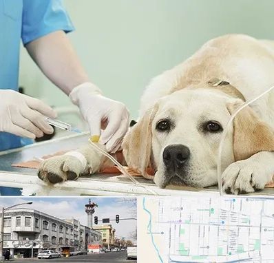 دامپزشک جراح در 17شهریور