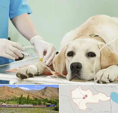 دامپزشک جراح در خاش