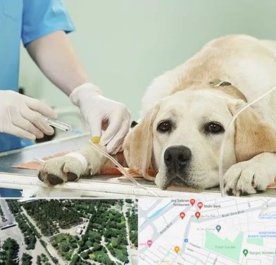 دامپزشک جراح در سالاریه قم